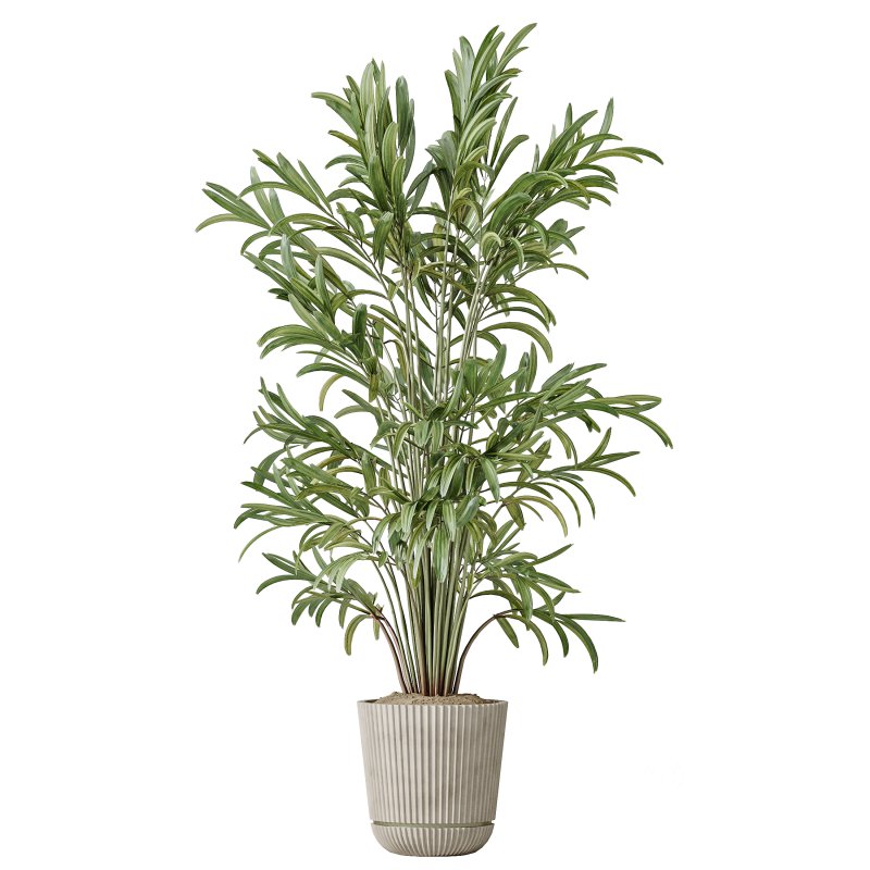 AV Indoor Plants Set 225 Eucalyptus Bouquet and Areca Palm and Ficus Elastica and Zamiifolia Image 3
