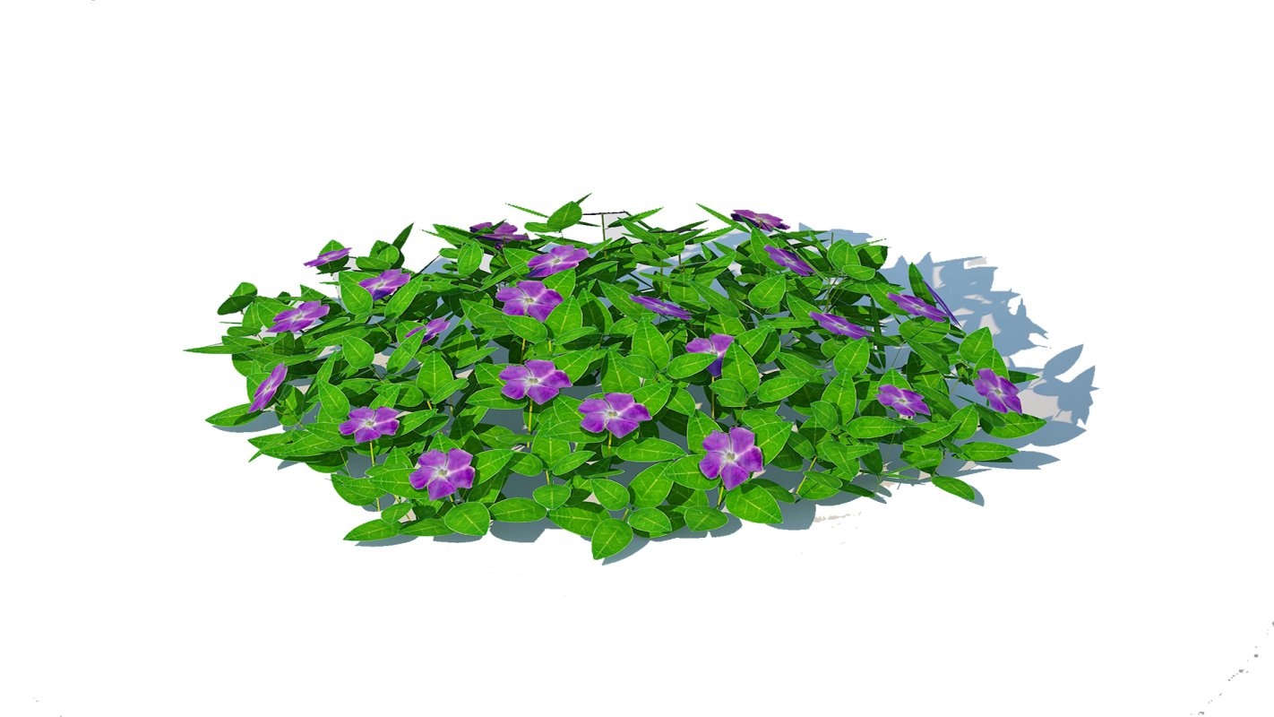Vinca – Periwinkle Groundcover Image 2