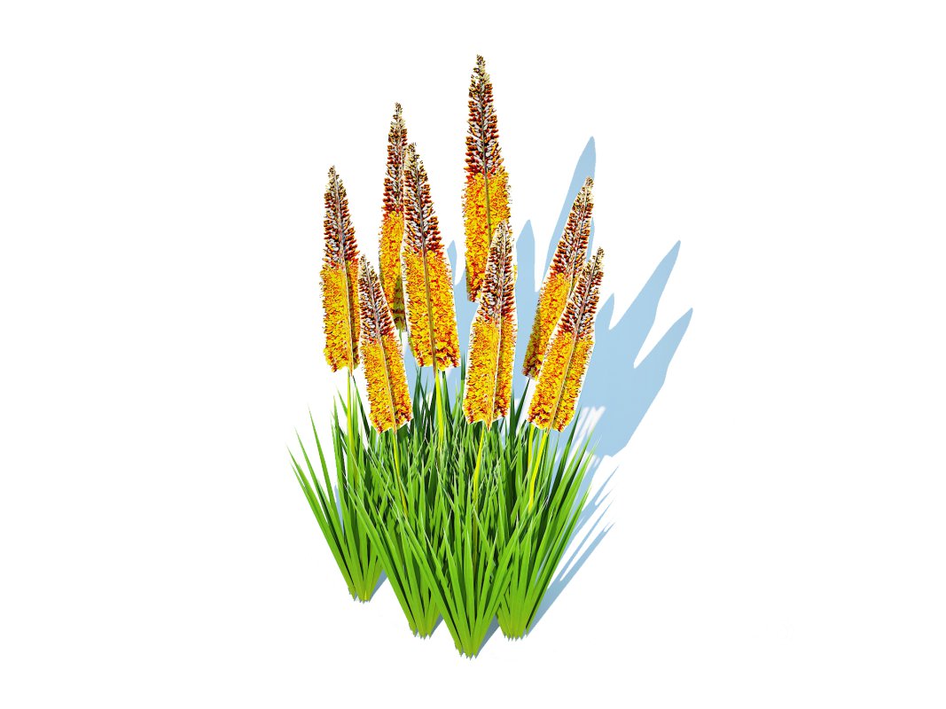 Eremurus – Foxtail Lily_Orange Image 1