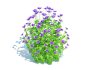 Geramium – blue cranesbill - Thumbnail 2