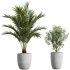 AV Indoor plants set 208 Mission Olive and Cyara Areca Palm and Strelitzia Reginae Nicolai and Yucca Aloifolia Rostrata - Thumbnail 5