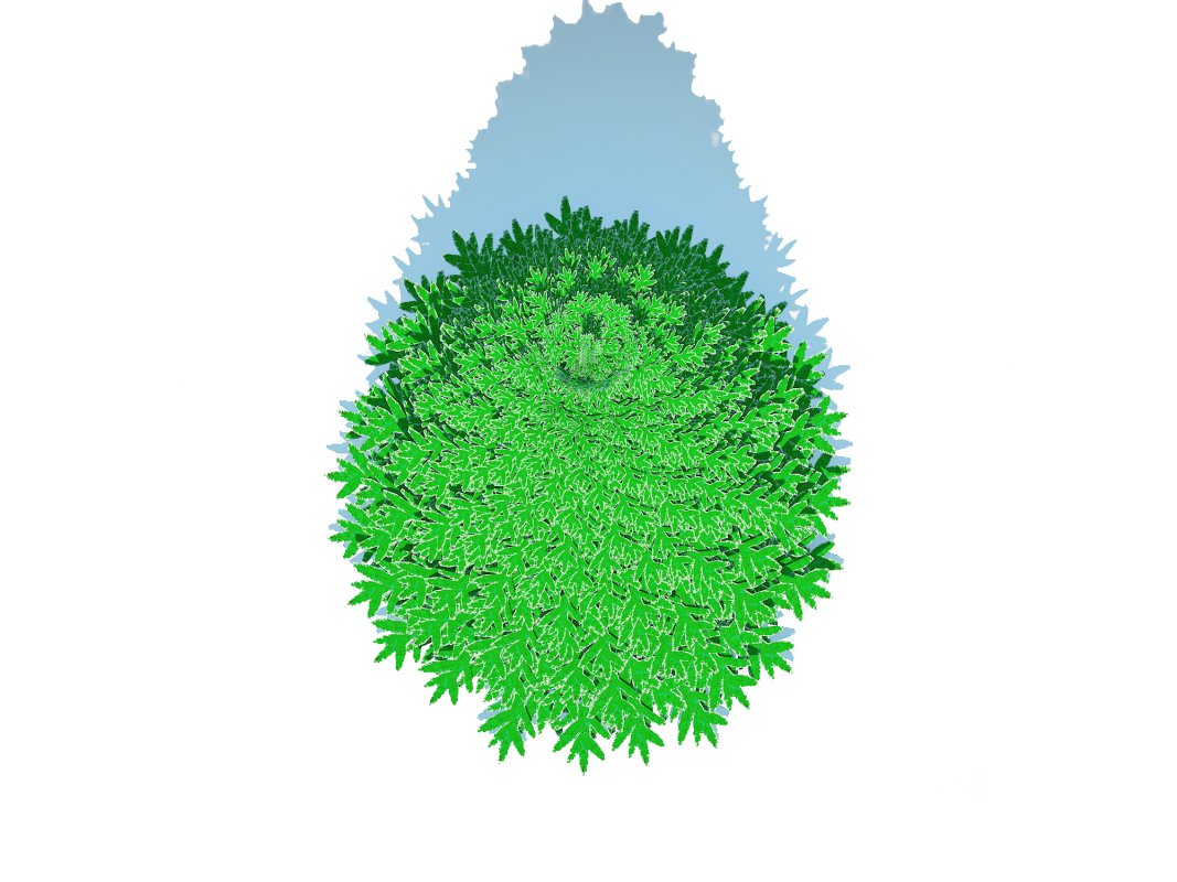 Abies Concolor – Silver Fir – Large Image 5