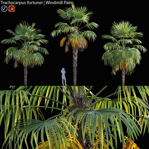 Trachycarpus fortunei – Windmill Palm – Chusan Palm – 02