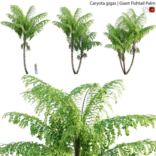 Caryota gigas – Giant Fishtail Palm – Caryota Mitis – 02