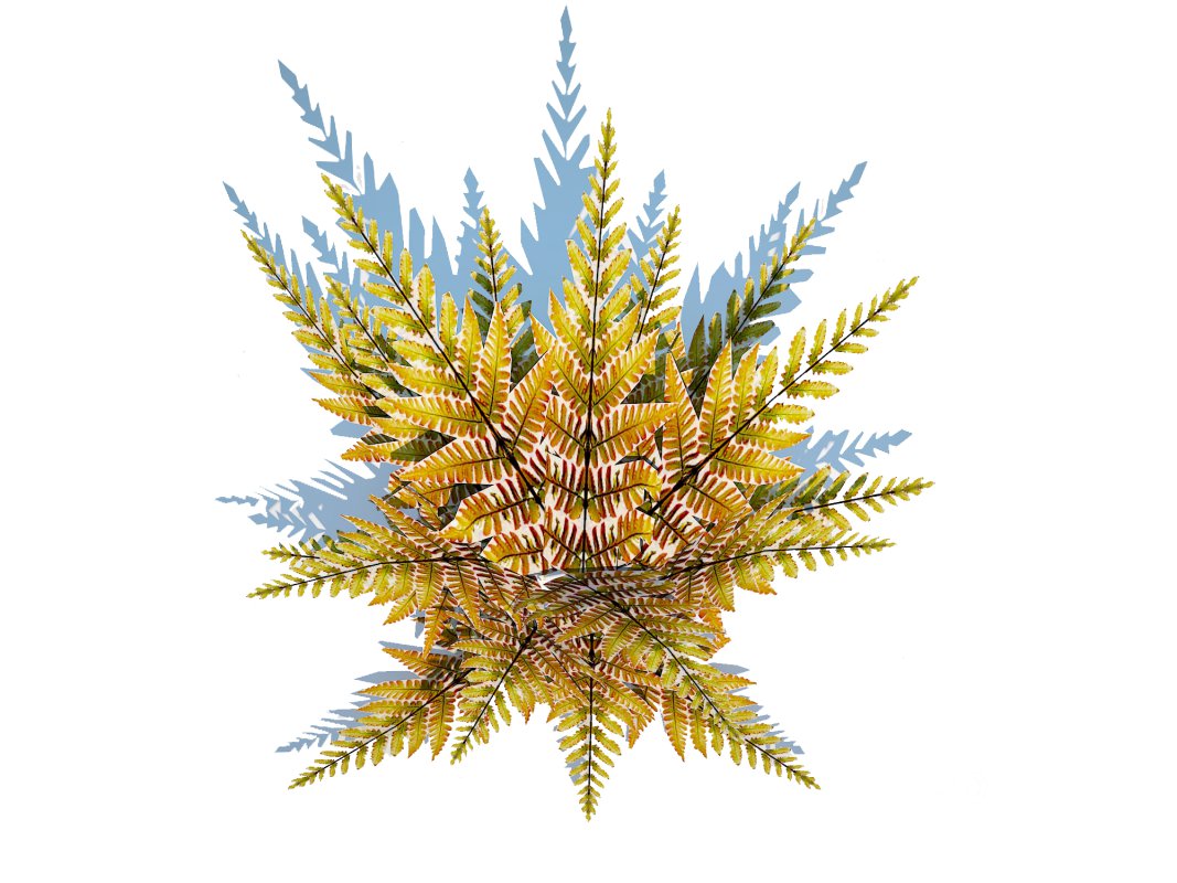 Dryopteris erythrosora – Autumn fern Image 2