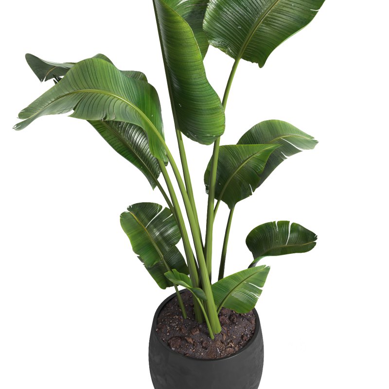 indoor plant 05 Image 3