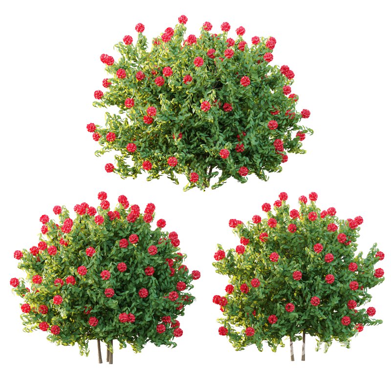 Rhododendron Arboreum Bush 01 Image 5