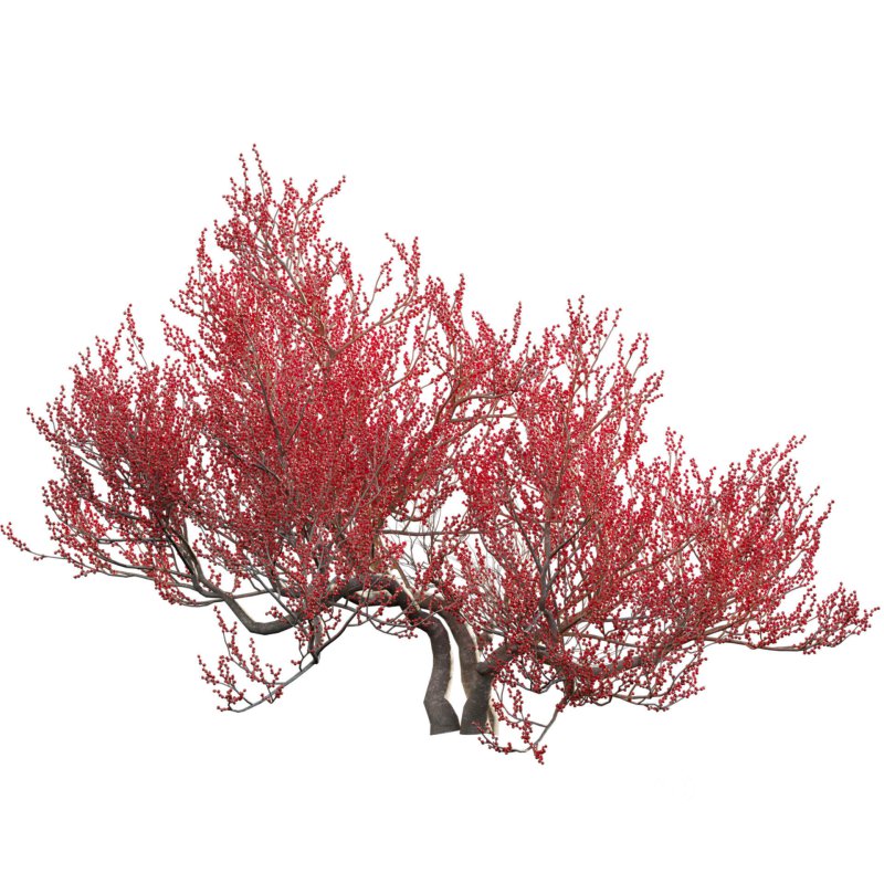 Ilex verticillata – Winterberry 03 Image 2