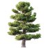 AV Plants Pinus Bonsai Sylvestris Pine Parviflora Scotch Contorta - Thumbnail 1