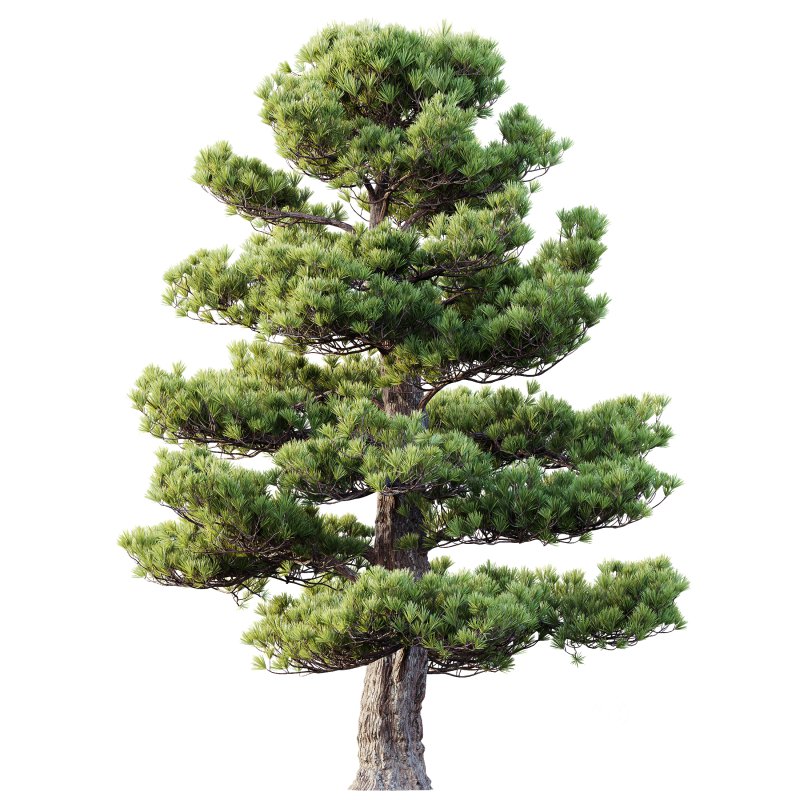 AV Plants Pinus Bonsai Sylvestris Pine Parviflora Scotch Contorta Image 1