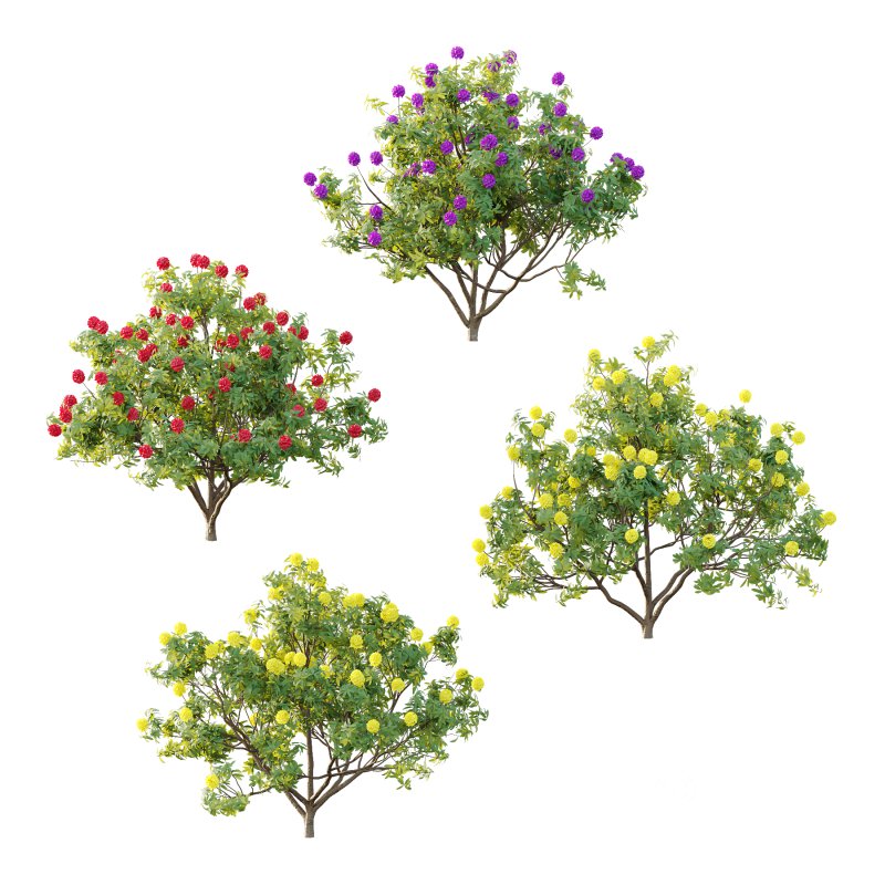 Rhododendron Arboreum Bush 07 Image 1