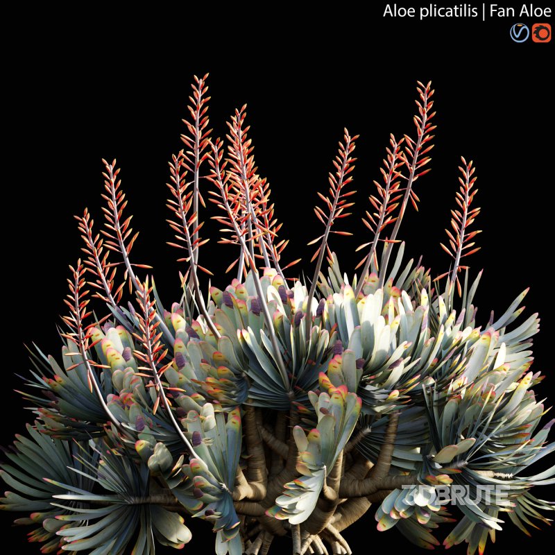 Aloe plicatilis – Fan Aloe – 01 Image 3