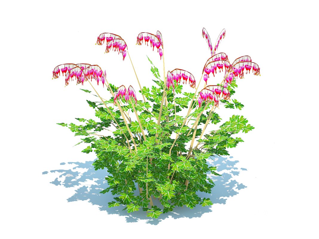 Dicentra spectabilis – Gold Bleeding Heart Image 2