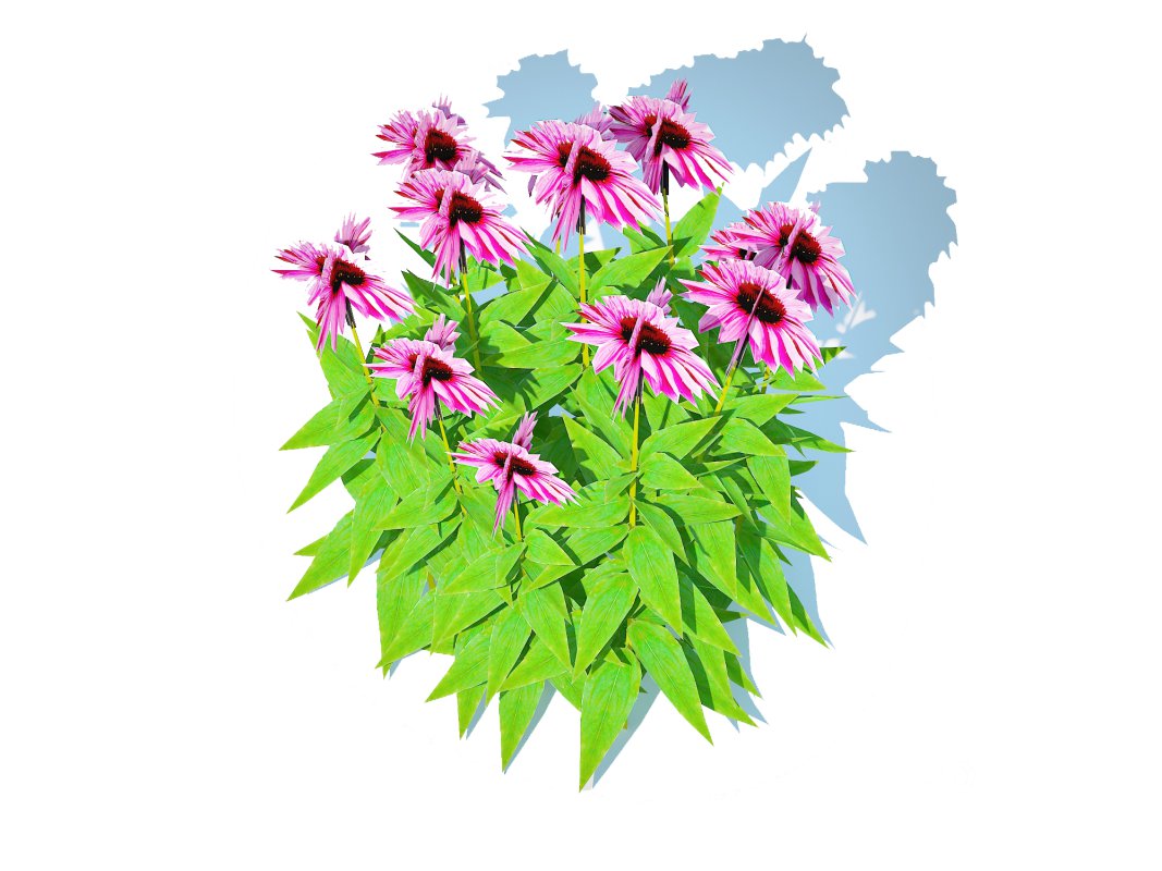 Echinacea Merlot – Coneflower Image 4