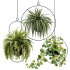 Hanging Houseplants in Metal Frames Set - Thumbnail 1