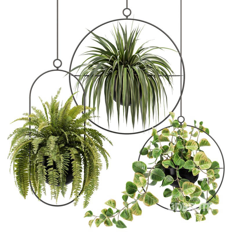 Hanging Houseplants in Metal Frames Set Image 1