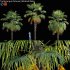 Trachycarpus fortunei – Windmill Palm – Chusan Palm – 02 - Thumbnail 1