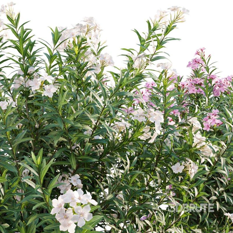 Nerium Oleander – Laurier – 02 Image 3