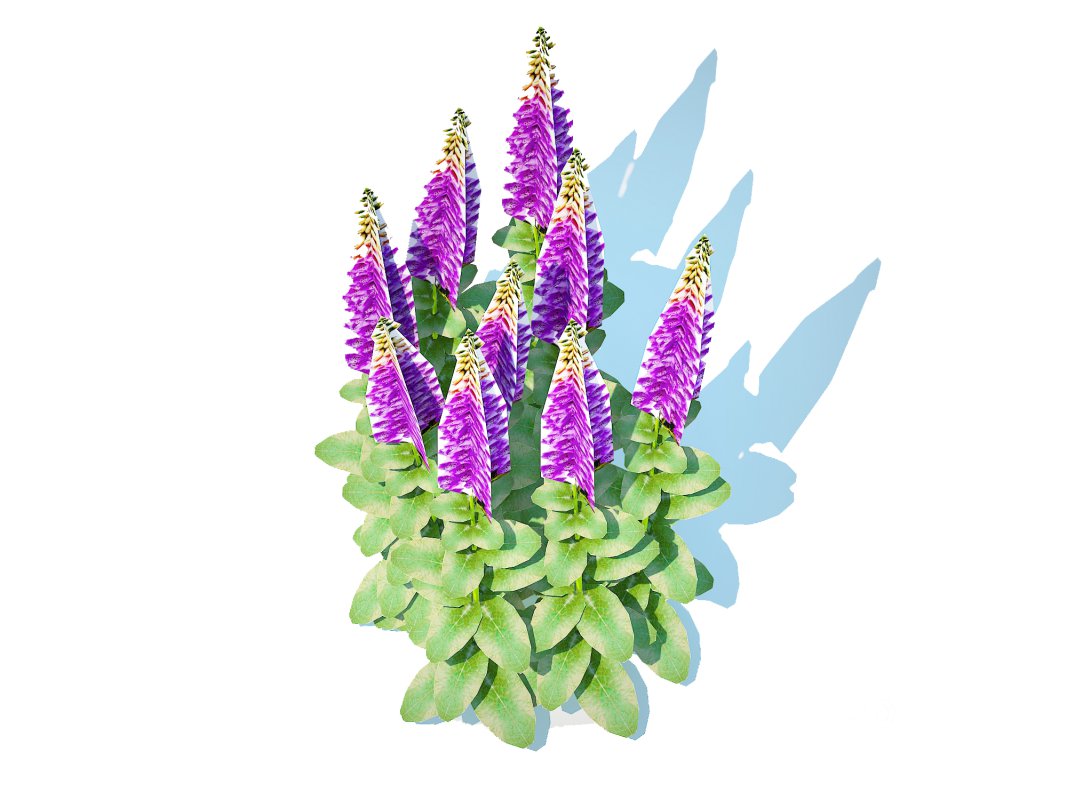 Digitalis purpurea – Common Foxglove purple Image 5