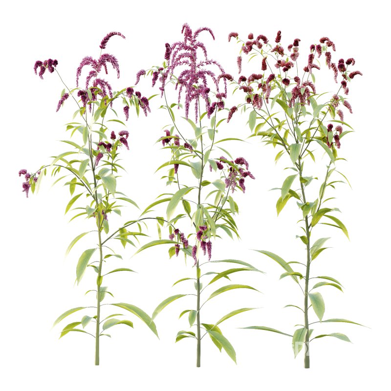 Different Grass 03 Image 3