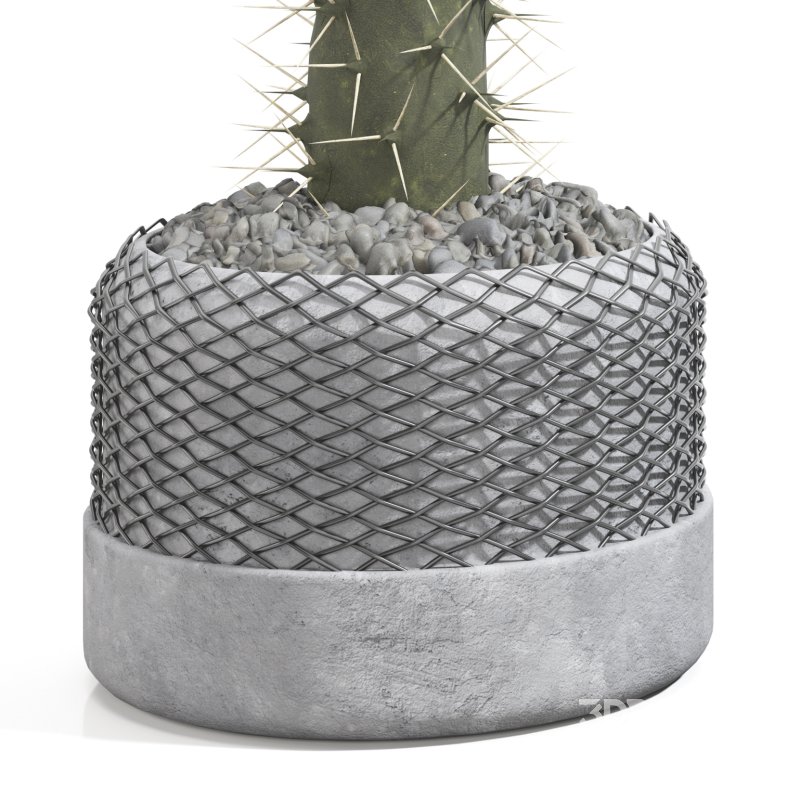 Cactus in a modern pot Image 3