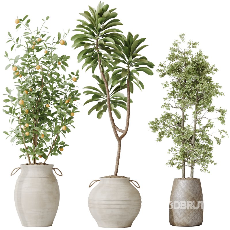 ntal plants, including Mission Olive Tree, Euphorbia Drupifera, Orange Fruit Bonsai, and Spathiphyllum Domino (Peace Lily). Each plant contributes a unique leaf structure and growth habit, while collectively forming a rich, natural ensemble perfect for calm, contemporary interiors. Image 1