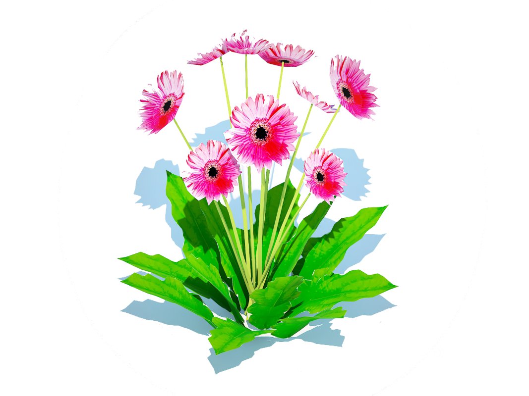 Gerbera – Gerbera Daisy_Pink_Flower Image 2