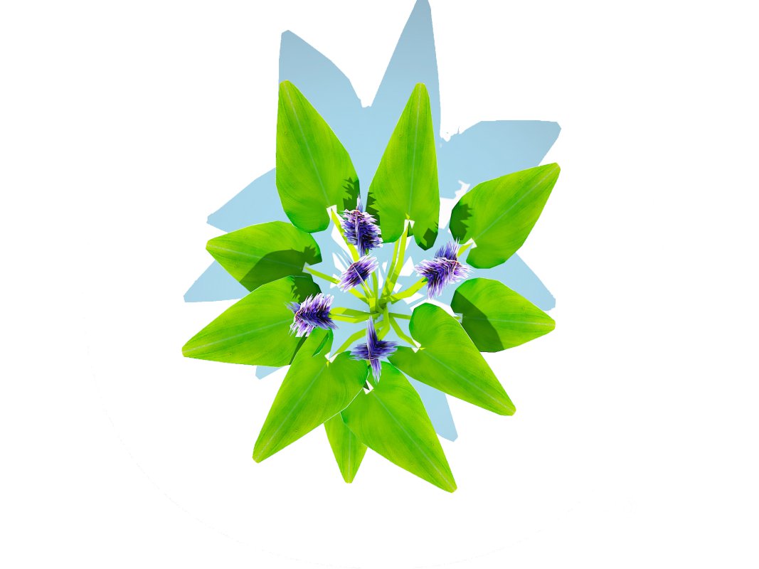 Pontederia cordata-pickeral rush Image 4