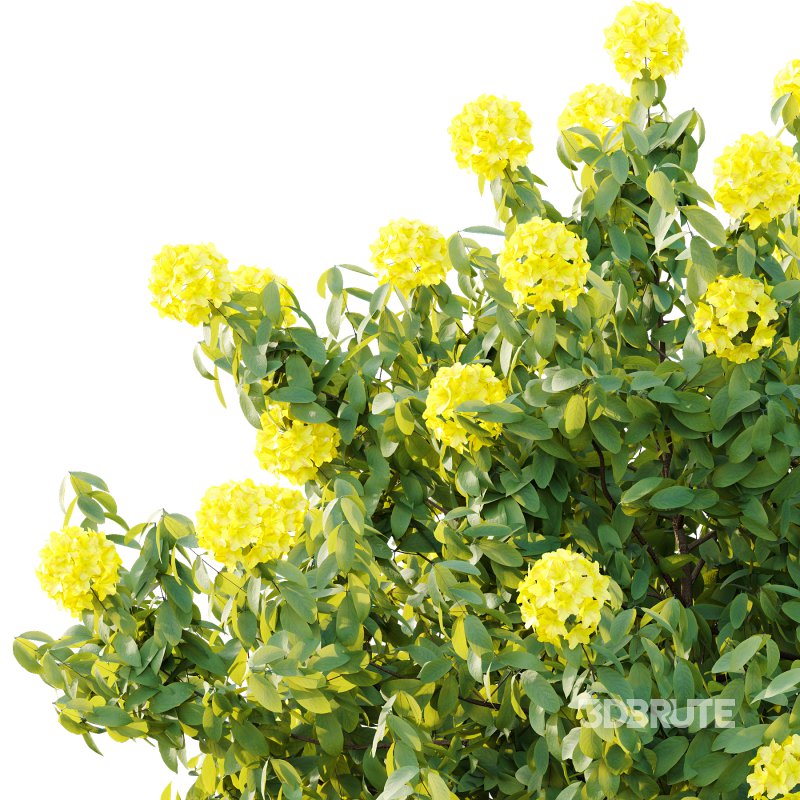 Rhododendron Arboreum Bush 01 Image 6