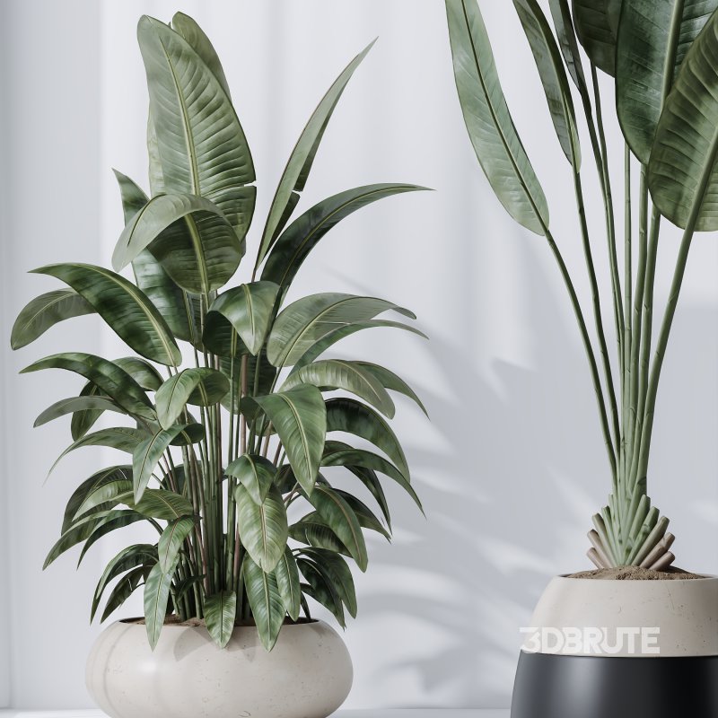 AV Indoor Plants Set 222 Bird Of ParadiseBird and Banana Strelitzia Nicolai Image 8