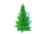 Abies fraseri- Fraser Fir -Medium - Thumbnail 2