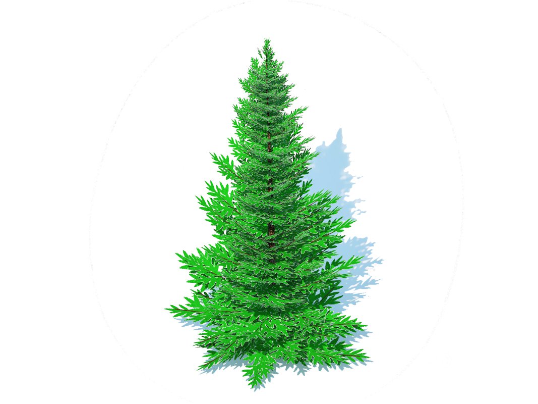 Abies fraseri- Fraser Fir -Medium Image 2