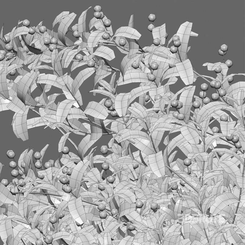 Ilex verticillata – Winterberry 02 Image 6