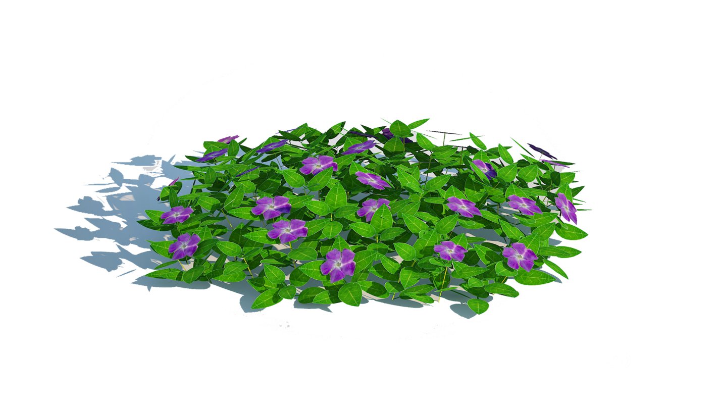 Vinca – Periwinkle Groundcover Image 3