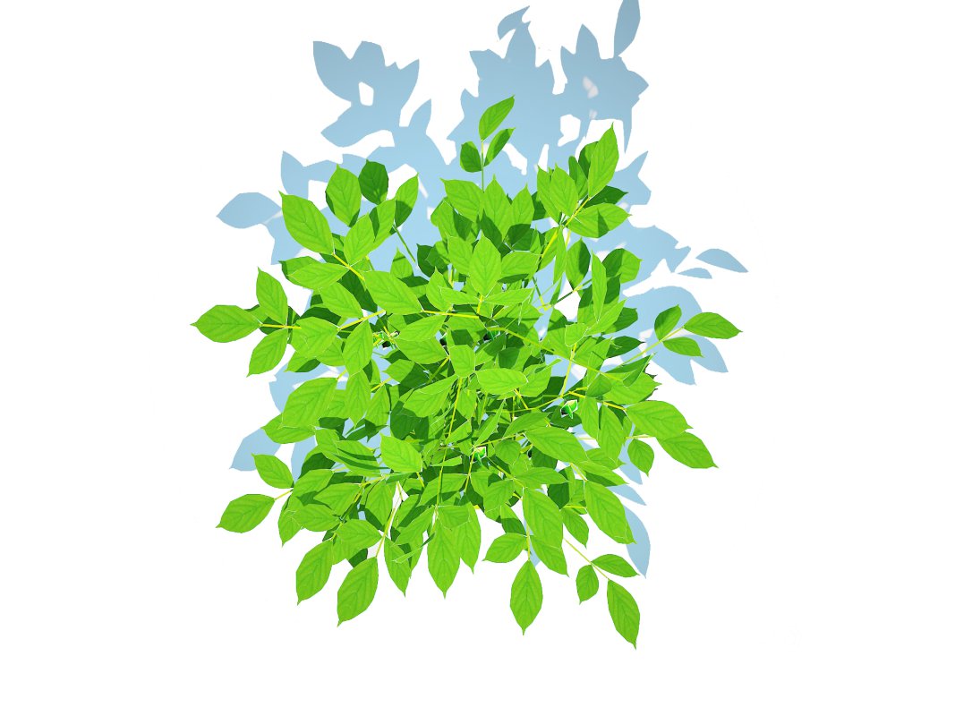 Pepper-green Image 5