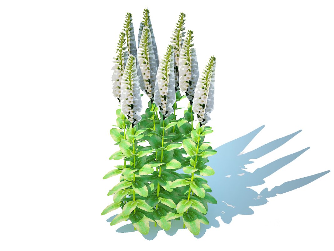 Digitalis purpurea – Common Foxglove_white Image 1