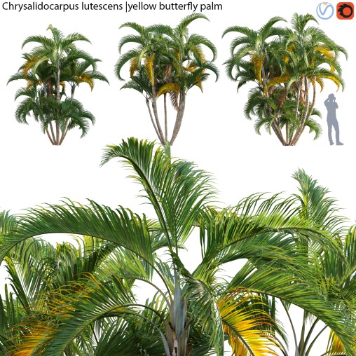 Chrysalidocarpus lutescens – yellow butterfly palm – 02