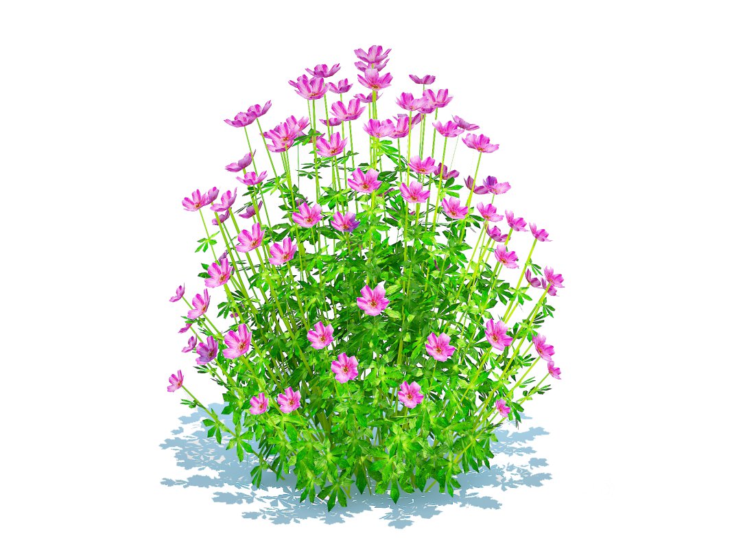 Geramium – pink cranesbill Image 5