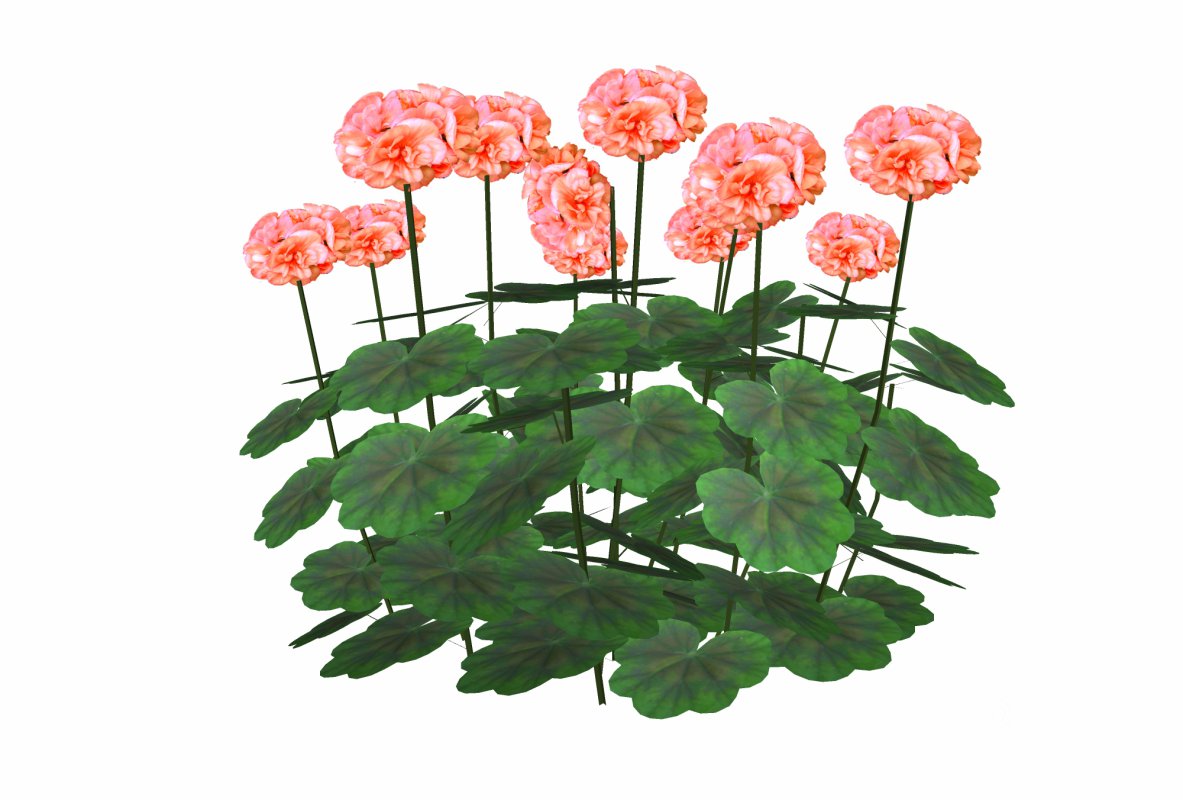 Pelargonium-Geranium-Orange Image 3