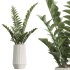 AV Indoor Plants Set 225 Eucalyptus Bouquet and Areca Palm and Ficus Elastica and Zamiifolia - Thumbnail 2