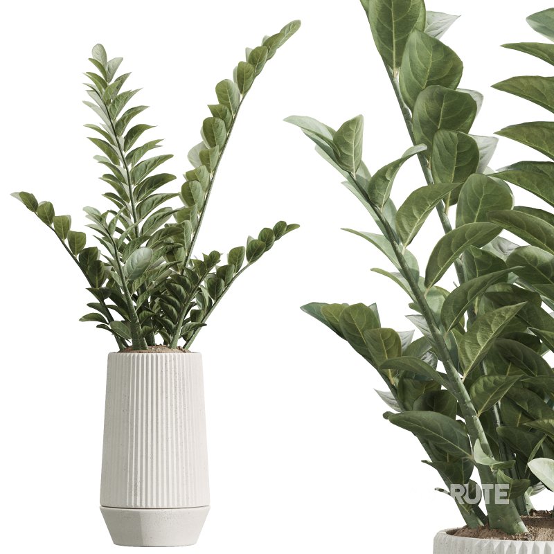 AV Indoor Plants Set 225 Eucalyptus Bouquet and Areca Palm and Ficus Elastica and Zamiifolia Image 2