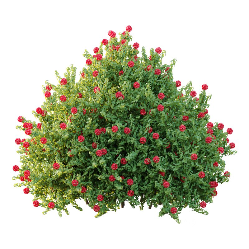 Rhododendron Arboreum Bush 06 Image 1