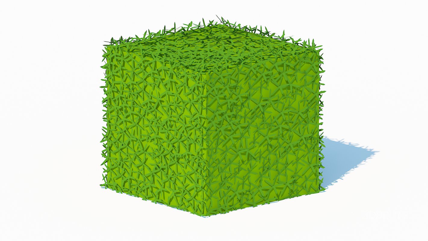 Taxus Media-Square Image 5