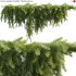 Acacia cognata Limelight – Weeping Acacia – 02 - Thumbnail 2