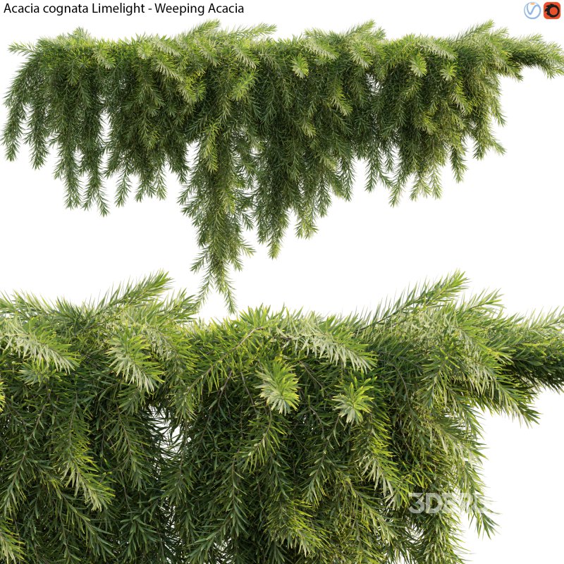 Acacia cognata Limelight – Weeping Acacia – 02 Image 2