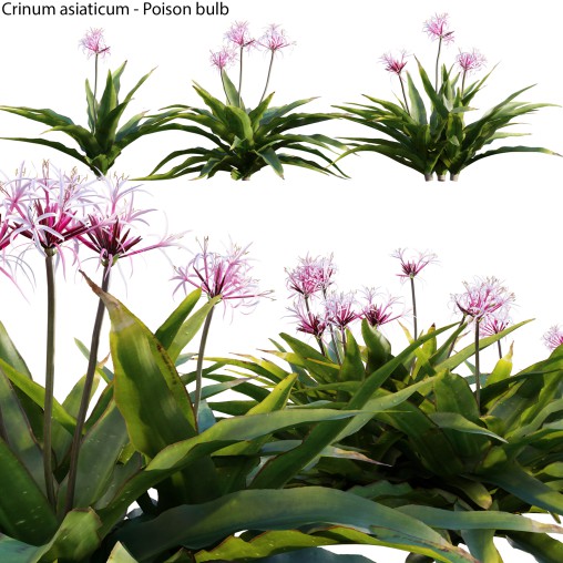 Crinum asiaticum – Poison bulb – 01