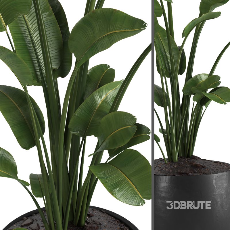 indoor plant 01 Image 4