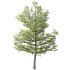 AV Premium Mountain Pine Needles Mugo Pinus Swiss Tree - Thumbnail 1