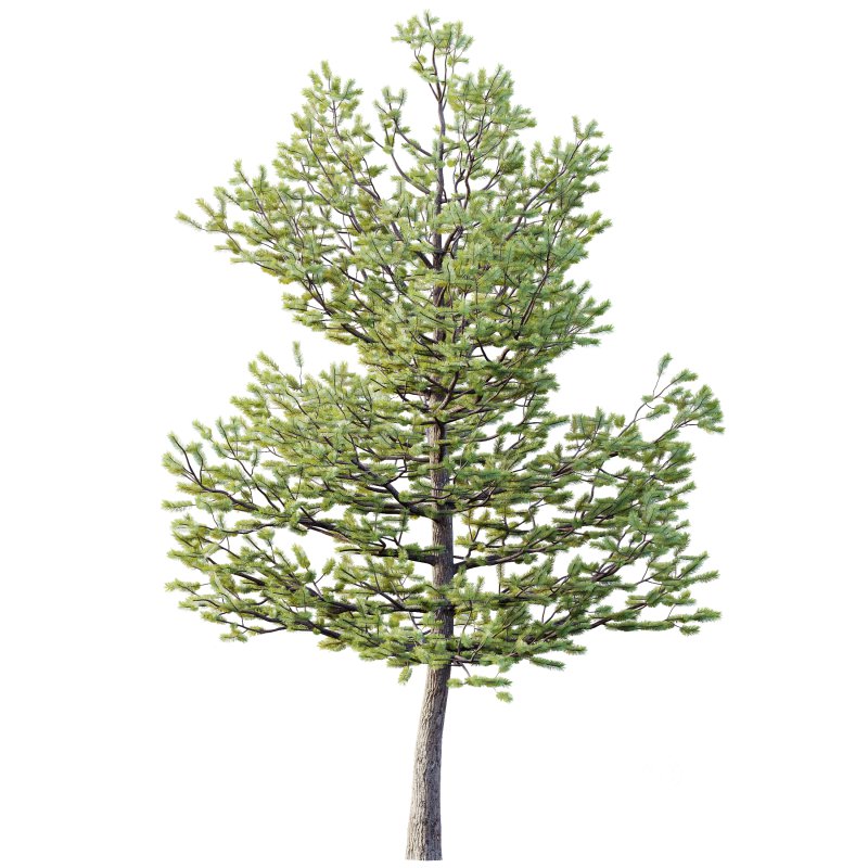 AV Premium Mountain Pine Needles Mugo Pinus Swiss Tree Image 1