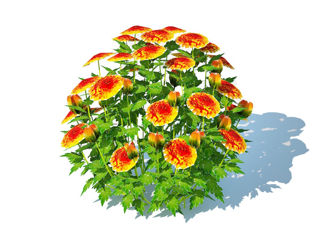 Chrysanthemum – Hardy Mum_orange Image 4